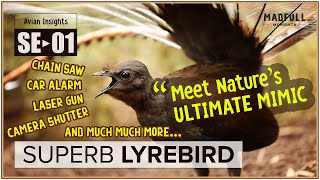 SUPERB LYREBIRD → Natures Ultimate MIMIC ♥ Special Edition MadfullMoments ◌ SE►01 [upl. by Siravart180]