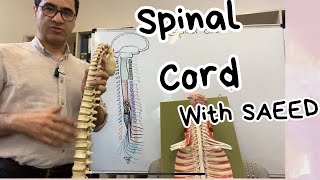 Spinal Cord Vertebral Column Spinal Nerves [upl. by Snider507]