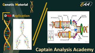 E3 DNA Replication PCR تضاعف الحمض النووى داخل الخلية [upl. by Ramon]