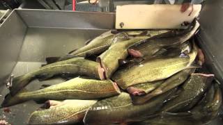 Ramoen Trawler  Catching amp Producing Frozen At Sea Cod [upl. by Leuamme840]