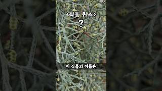 식물 퀴즈 이름 맞춰보세요 [upl. by Steinway]