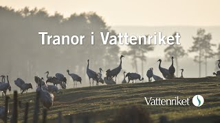 Tranor i Vattenriket [upl. by Eldwun60]