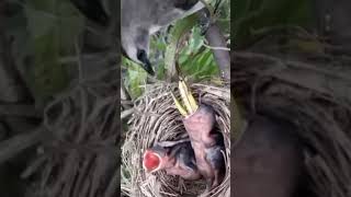 baby birds are fed large grasshoppers [upl. by Willman]