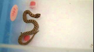 Baby Hognose feeding on fish [upl. by Vaios]