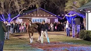 Bucchero  Pleasant Acres Stallion Show 2023 [upl. by Najram]