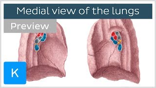 Surface Anatomy  Pleura Lungs 2D [upl. by Haroved]