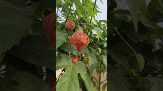 Ranchi Golden Bloom Abutilon Pictum Chinese Lantern Jaba Hibicus Live Flowering Plant Jharkhand [upl. by Naxela]