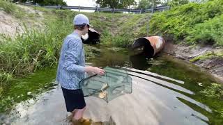 Bass Fishing Production Fish Trap Catches HUGE RARE Aquarium Fish in Tiny Creek Help Identify [upl. by Ellinej]