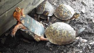 Eastern Box Turtle Copulation [upl. by Firehs]