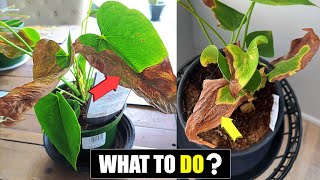 5 Reasons your Anthurium leaves turning brown [upl. by Nylac748]