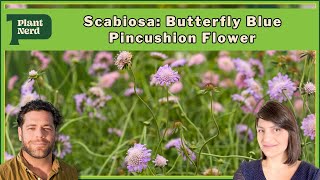 Scabiosa Butterfly Blue Pincushion Flower [upl. by Aenyl]