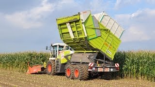 Claas Jaguar 900 Fieldshuttle  Loonwerken De Bruyne  mais 2013 [upl. by Neuberger]