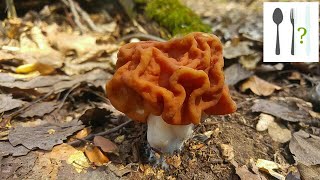 Piestrzenica olbrzymia Gyromitra gigas vs Piestrzenica kasztanowata Gyromitra esculenta Bardejov [upl. by Noirred]