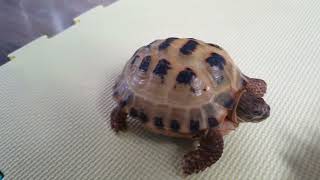 Trunky the Horsefield Tortoise exploring after bath veronikakoleva2372 [upl. by Oderf256]