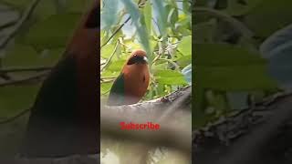 Rufous Motmot nature birds usa motivation [upl. by Ecenahs651]