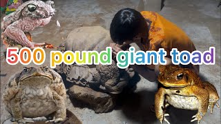 giant wooden toad carving stationHandmadewoodcarver woodcrafting art woodworking [upl. by Ytsirt]