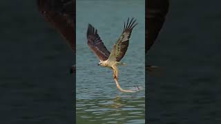 The osprey finally gave up WildbirdPhotography BirdRealShot WildAnimalZeroDistance shorts [upl. by Lemrej]