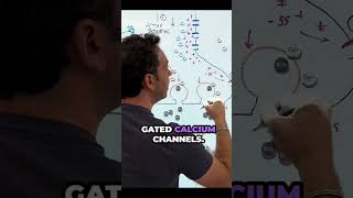 Synaptic transmission overview neurotransmitters biology synapse [upl. by Porta]