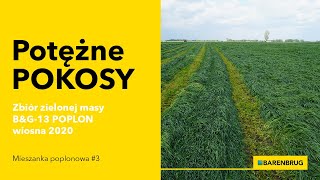 Mieszanka poplonowa 3  Potężne pokosy zielonej masy BampG13 POPLON wiosna 2020  MIFARM [upl. by Aleris]