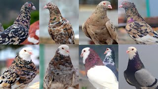 top 10 colored pigeons in the world [upl. by Anaugahs782]