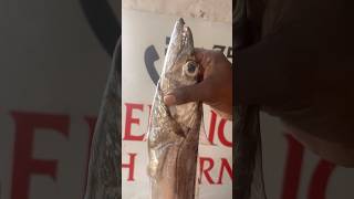 சுண்ணாம்பு வாளை  சாவாளை  BELT FISH beerichfishcorner nagercoil fishing seafood fish [upl. by Salinas]