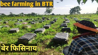 bee farming in BTR  बेर फिसिनाय [upl. by Kaden]