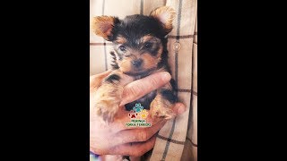 Yorkie Terrier Puppy Little CEZ Early Morning Blues [upl. by Haidedej]