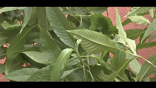 Aaduthoda plant  grow at your garden easily  Poovali  News7 Tamil [upl. by Aicnorev853]