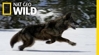 Hunting With the Dark Wolf  Wild Yellowstone [upl. by Tore113]