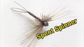 Spent Spinner Ephemera Vulgata Mayfly [upl. by Loveridge]