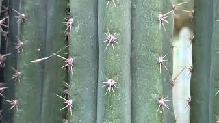 Trichocereus pachanoi Torres and Torres [upl. by Papst430]