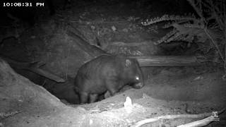 A wombat a koala and a rabbit in a burrow [upl. by Iveson192]