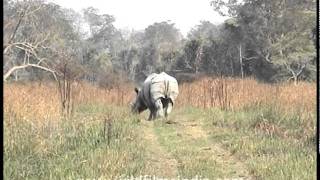 Rhino in Assam Kaziranga Park [upl. by Adnyc494]