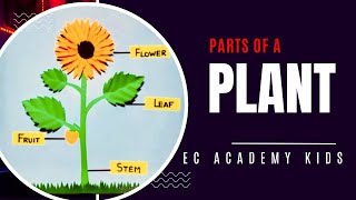 Parts of a Plant  EC Academy kids [upl. by Avigdor]