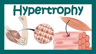 Hypertrophy  What is hypertrophy  Mechanism of muscle hypertrophy  How does hypertrophy happen [upl. by Annunciata90]