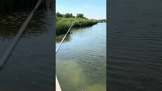 Sawgrass Rods with Shimano Curado DC Reel shimano sawgrassrods frogfishing bassfishing [upl. by Lekzehcey]