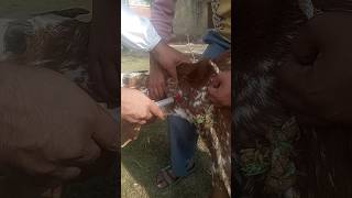 Intramuscular injection in goat veterinaria animalmedicine shorts viralshort newvideo trend [upl. by Amathiste]