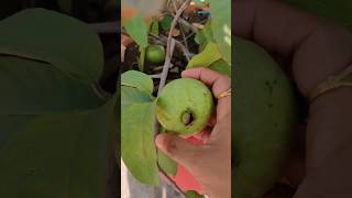 Guava plucked from a potted plant terracegarden organic shortvideo shorts [upl. by Jeanine]