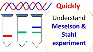 THE MOST BEAUTIFUL EXPERIMENT IN BIOLOGY Meselson amp Stahl The SemiConservative Replication of DNA [upl. by Iam]