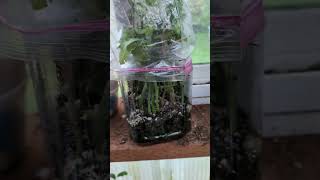 Quick amp Easy rooting  Citrus trifoliate cuttings [upl. by Ahsilem]