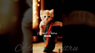 Bhilai nach raha hai catlover cute [upl. by Atnamas934]