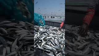 SARDINES FISHING SEASON IN DHOFAR [upl. by Inger]