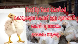 Feed up yeast നൽകു കോഴി കൃഷി ലാഭകരം ആക്കു [upl. by Katha]