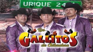 AUSENCIA ETERNA  LOS GALLITOS DE CHIHUAHUA EN VIVO 2016 [upl. by Joanie241]