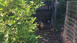 Permaculture Orchard Tour Part 1 The Poultry Run [upl. by Sakovich300]