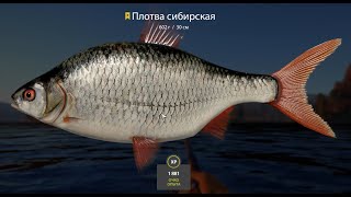 Русская Рыбалка 4 Russian Fishing 4  Tunguska River Siberian Roach Trophy 13062024 [upl. by Arik]