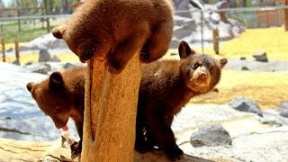 Yellowstone Bear World in RexburgIdahoA day in my Life [upl. by Draned]