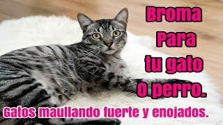 Gatos maullando fuerte y enojados 2019 Broma a tu gato o perro [upl. by Letnahs]