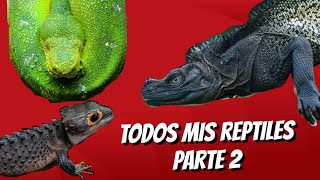 TODOS MIS REPTILES PARTE 2 [upl. by Ellerad]