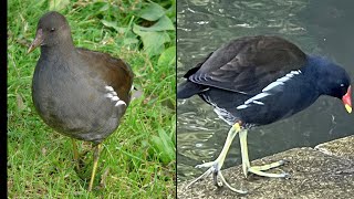 Juvenile Moorhen Looks Nothing Like Its Parent [upl. by Maunsell]